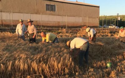 Arranca la semana agrícola colona