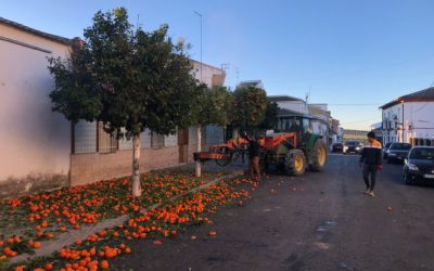 Recogida de naranjas