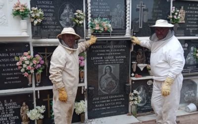 Extracción de enjambres de abejas en el cementerio