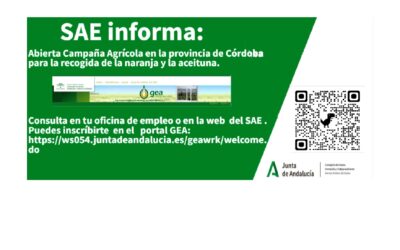 Oferta de empleo recolección aceituna de almazara